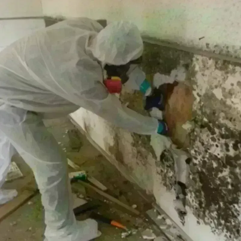 Mold Remediation and Removal in Hertford, NC